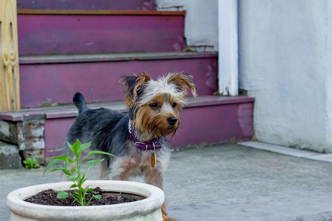 black and brown dog beside plant pot