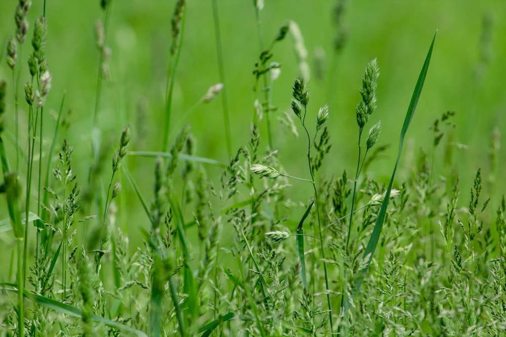 green grasses