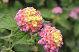 Clusters of vibrant pink, yellow, and orange flowers are set against a backdrop of lush green leaves. The flowers appear to be lantanas, known for their multicolored petals and dense, globular appearance.