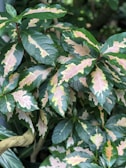 Rare tropical hoya with variegated leaves showcased against a soft green background.