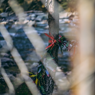 A tree is adorned with colorful ribbons and decorative elements, set against a blurred background of a river and rocks, capturing natural and cultural elements in harmony.