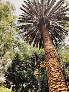 A tall palm tree viewed from below, with its rough textured trunk and a canopy of long, pointed fronds. Surrounding it are dense green trees, creating a lush backdrop. A vintage-style streetlamp with two lanterns is partially visible beside the palm tree.