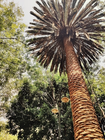 A tall palm tree viewed from below, with its rough textured trunk and a canopy of long, pointed fronds. Surrounding it are dense green trees, creating a lush backdrop. A vintage-style streetlamp with two lanterns is partially visible beside the palm tree.