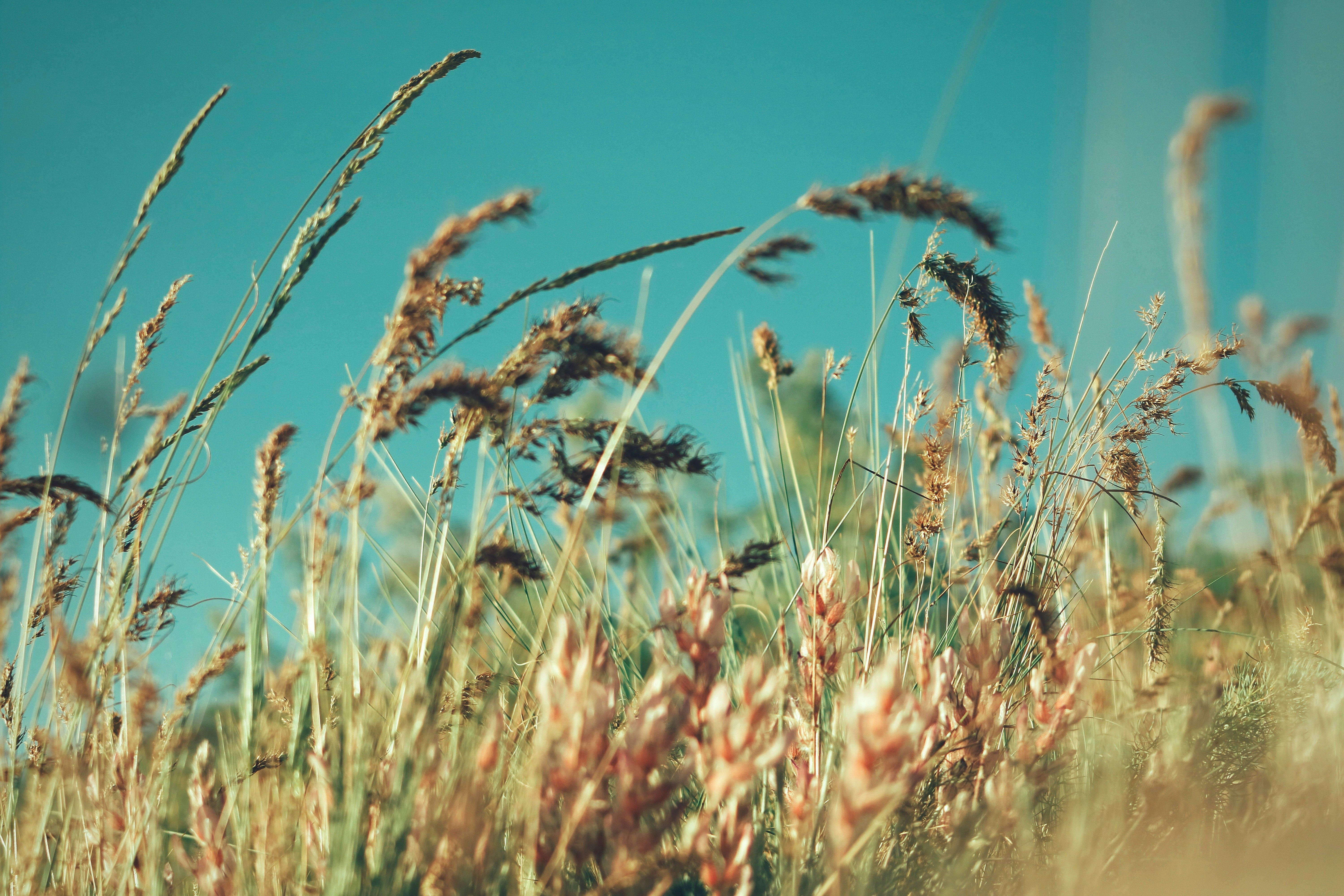 Photo by abdolazimmollaei