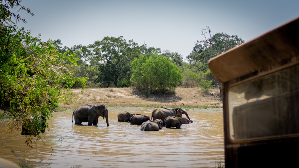 close-up photography of group of elephant on body of water