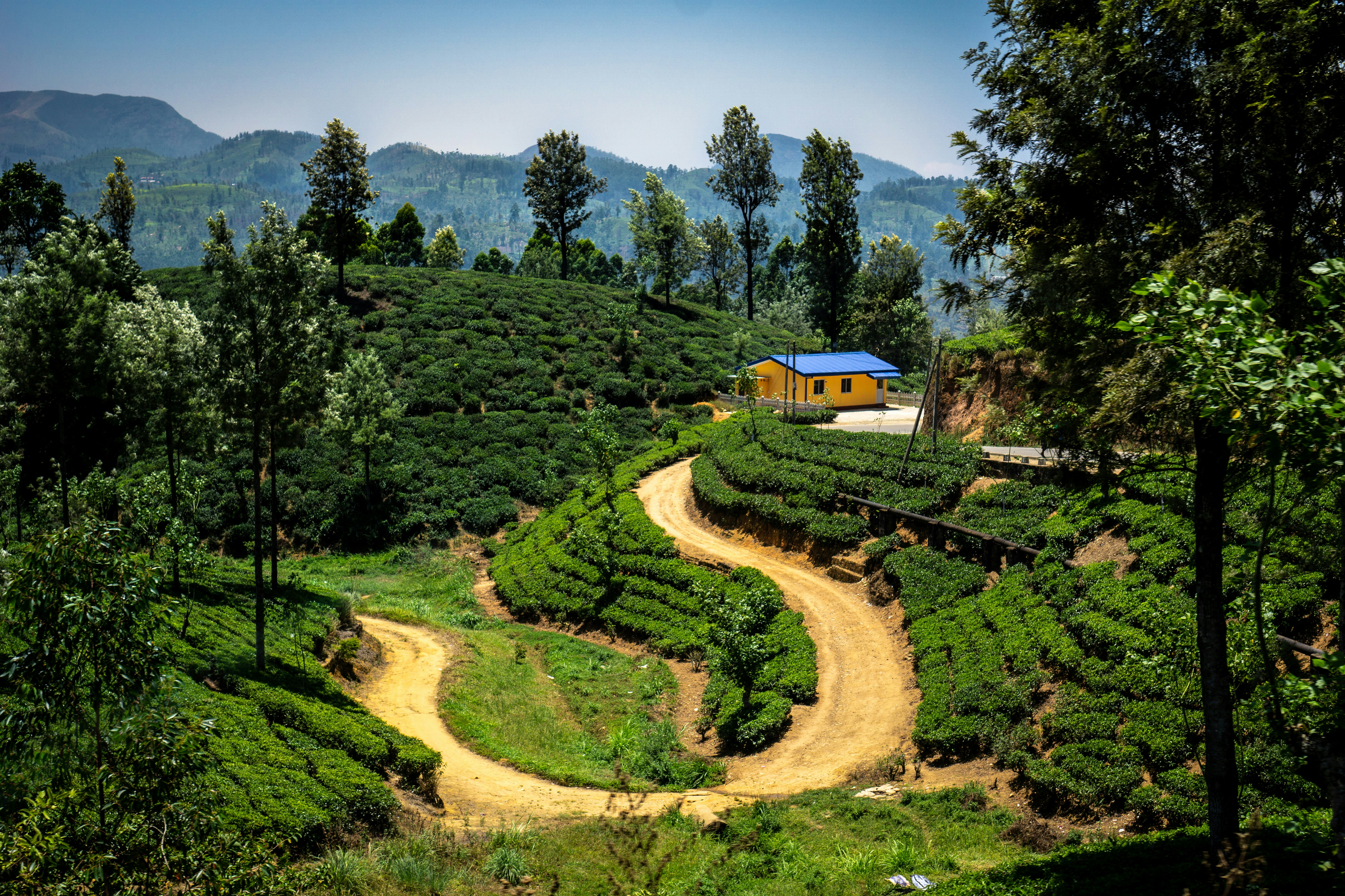 blue roofed house with trees