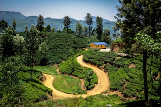 A lush tea plantation with neatly manicured rows of tea bushes on rolling hills. A winding dirt path cuts through the vibrant green landscape, leading to a small, yellow house with a blue roof. The scene is dotted with tall trees, and the background features softly rolling hills against a clear blue sky.