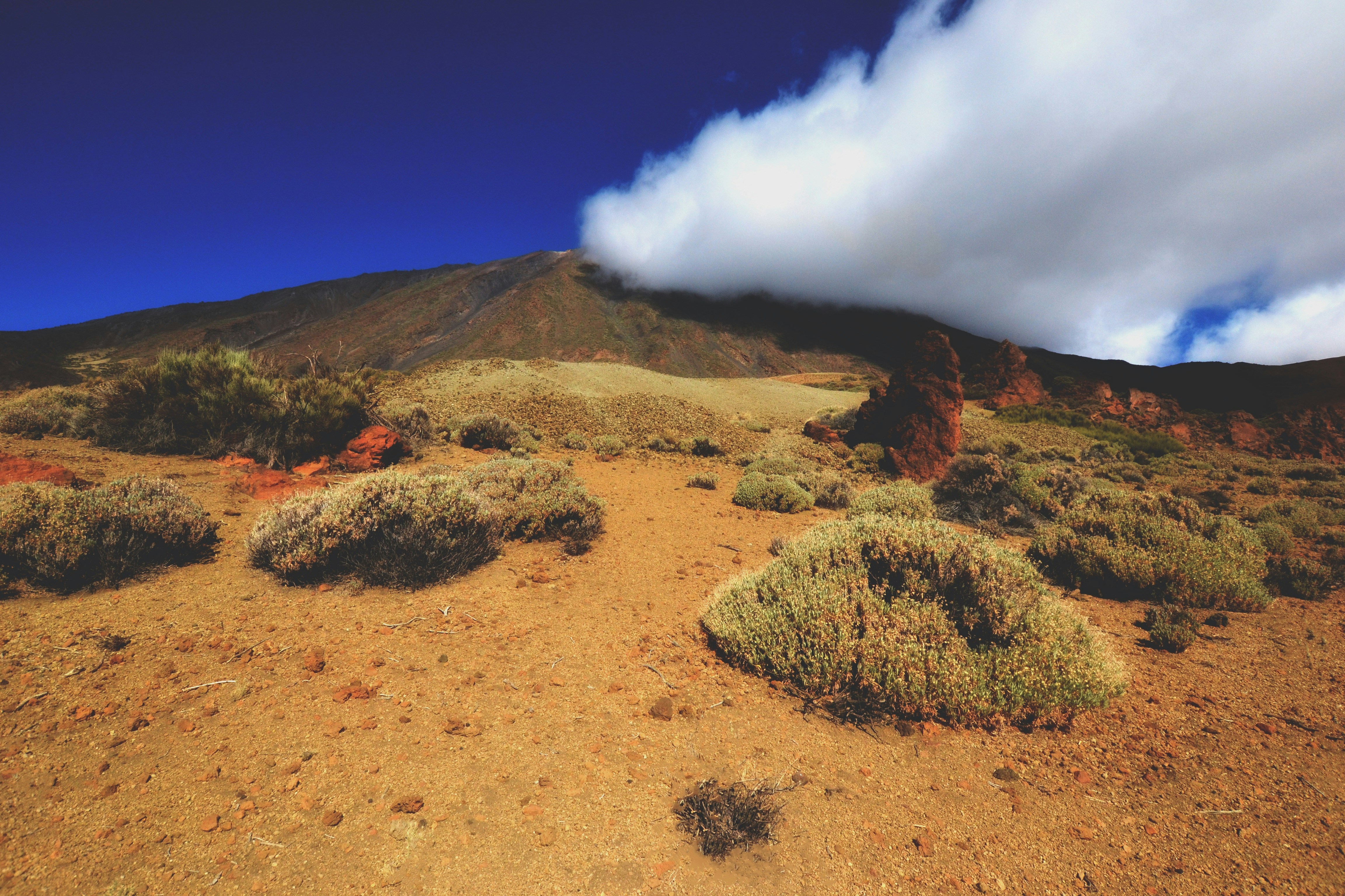Nature’s Relentless Recycling (image credits: unsplash)