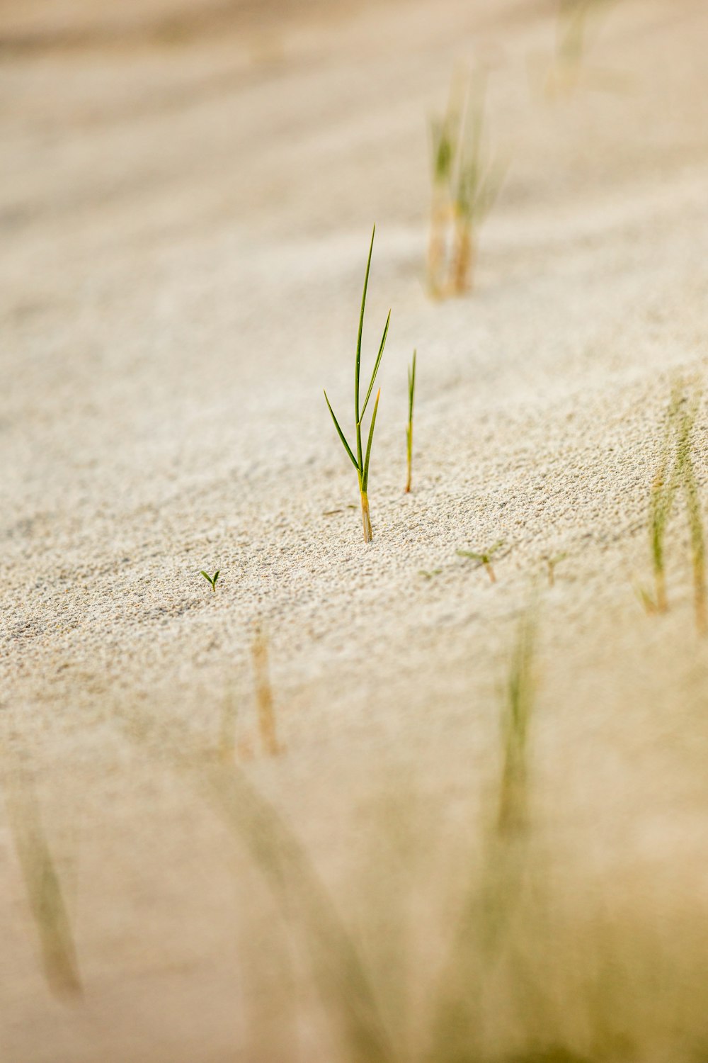 selective focus photography of grass