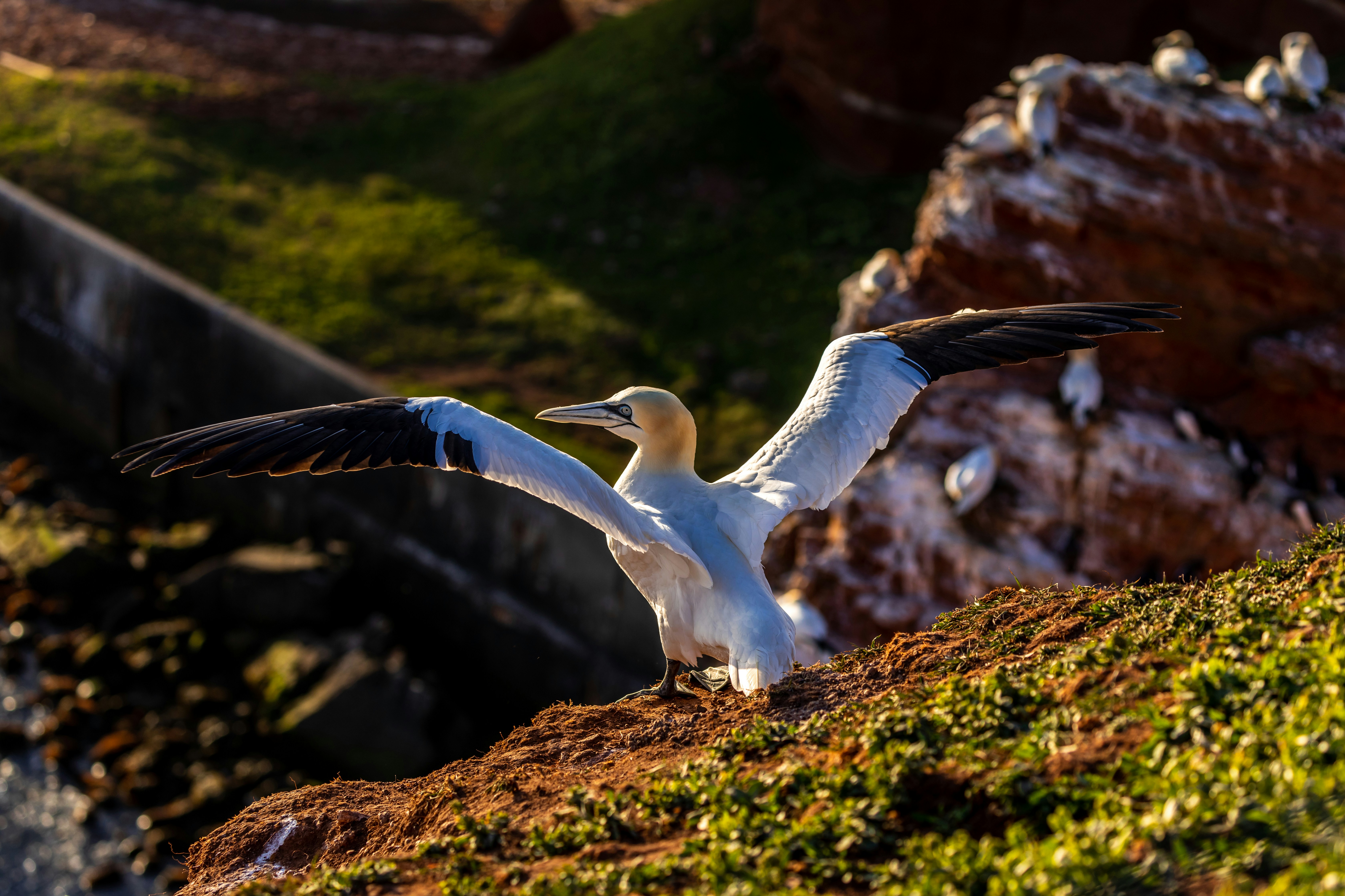 White and black bird raising its wings while perched on cliff photo