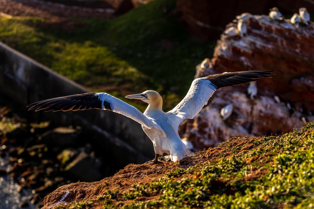 white and black bird raising its wings while perched on cliff