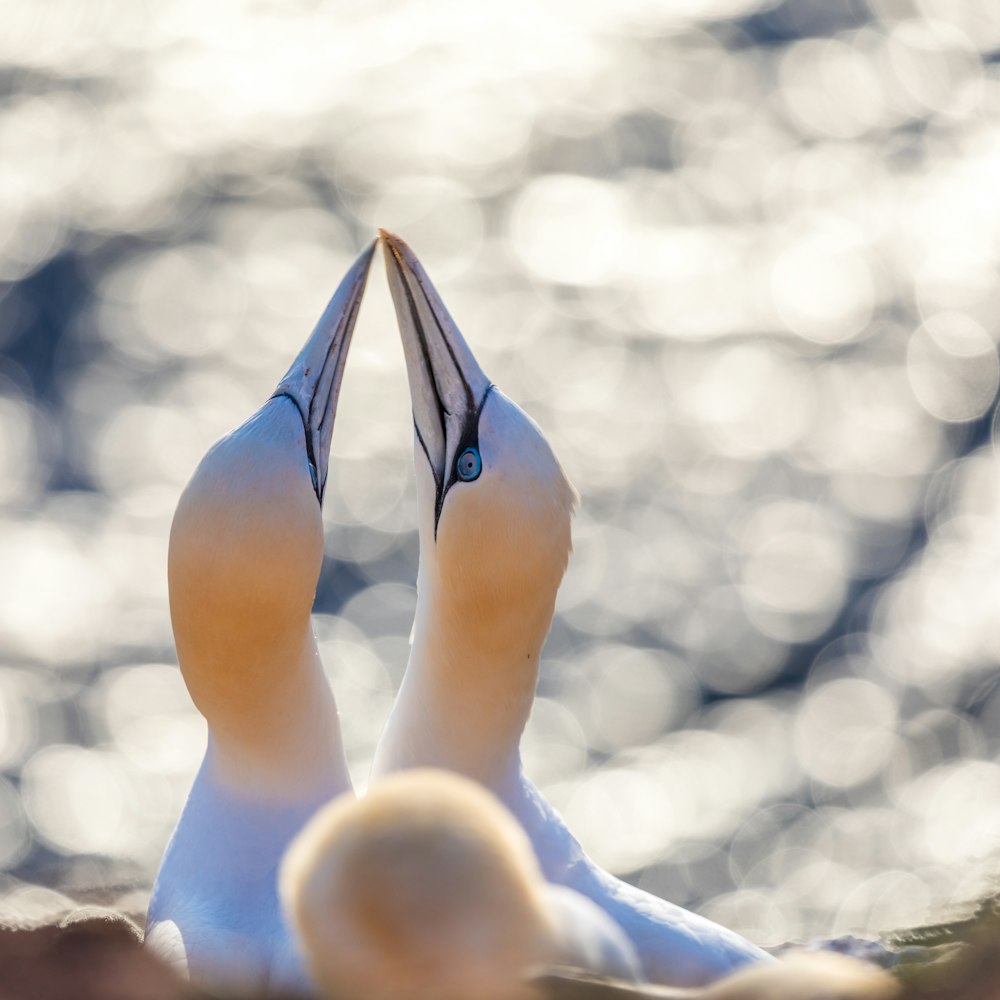 two bird kissing