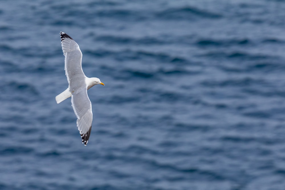 shallow focus photo of bird flying above body of water during daytime