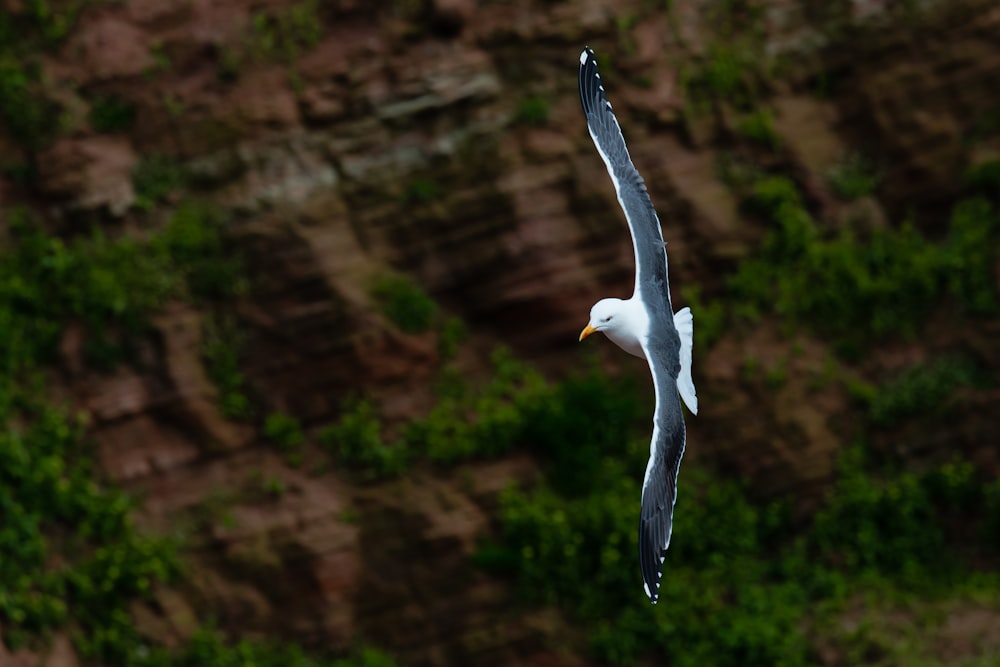 white and black bird flying in air during daytime