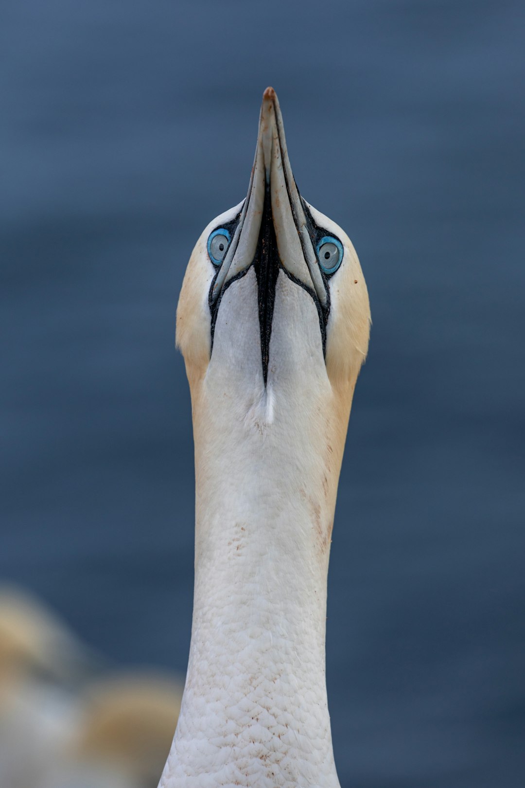 white bird photo