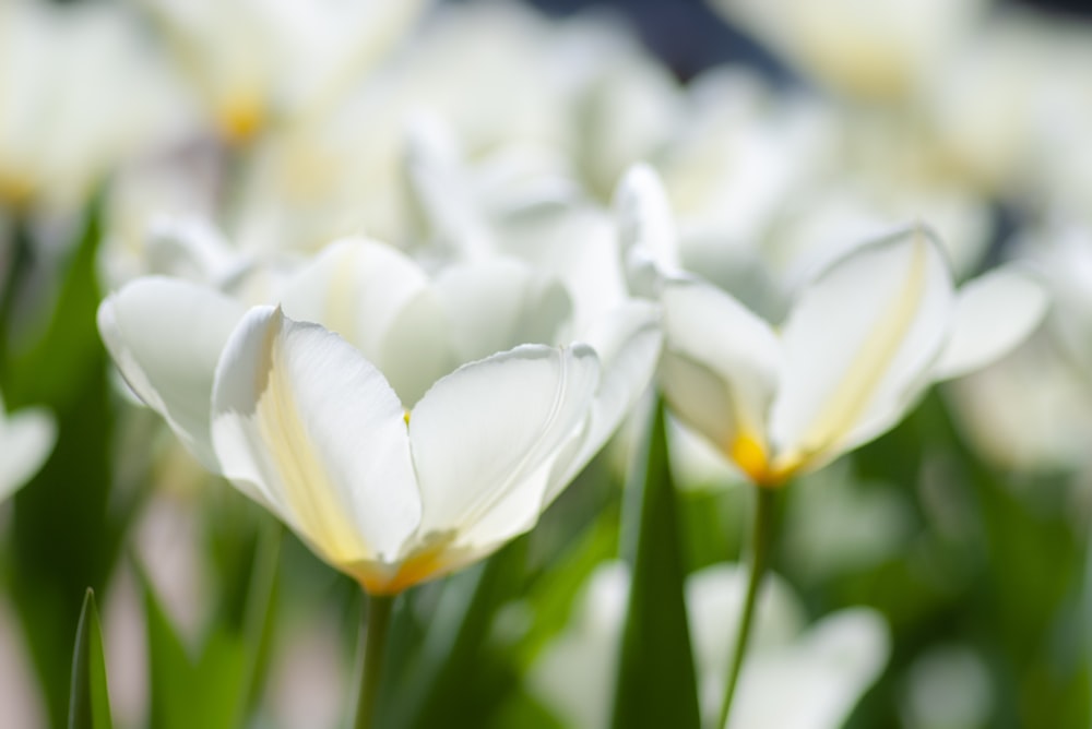 white and yellow petaled flower bloom during daytime