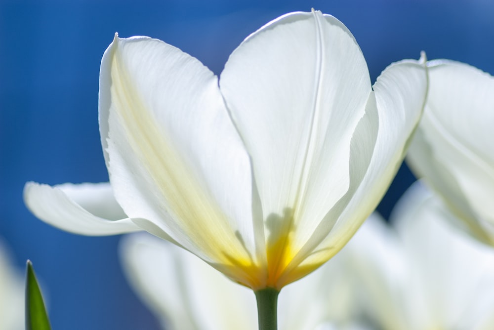white Snow crocus flower