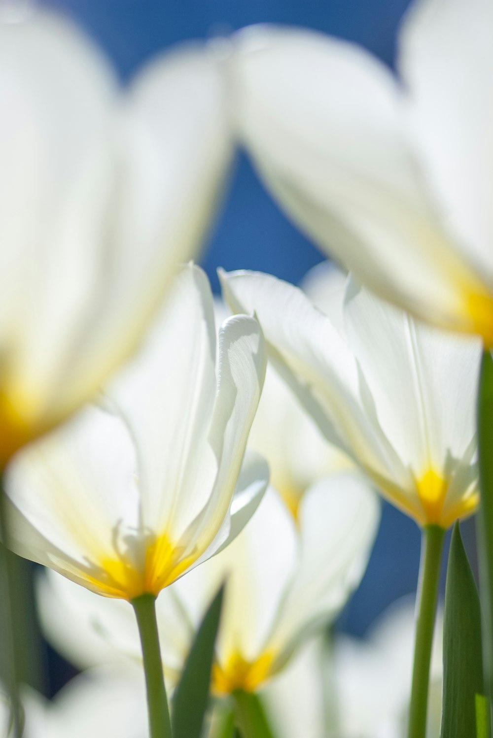 Selektive Fokusfotografie einer weißblättrigen Blume