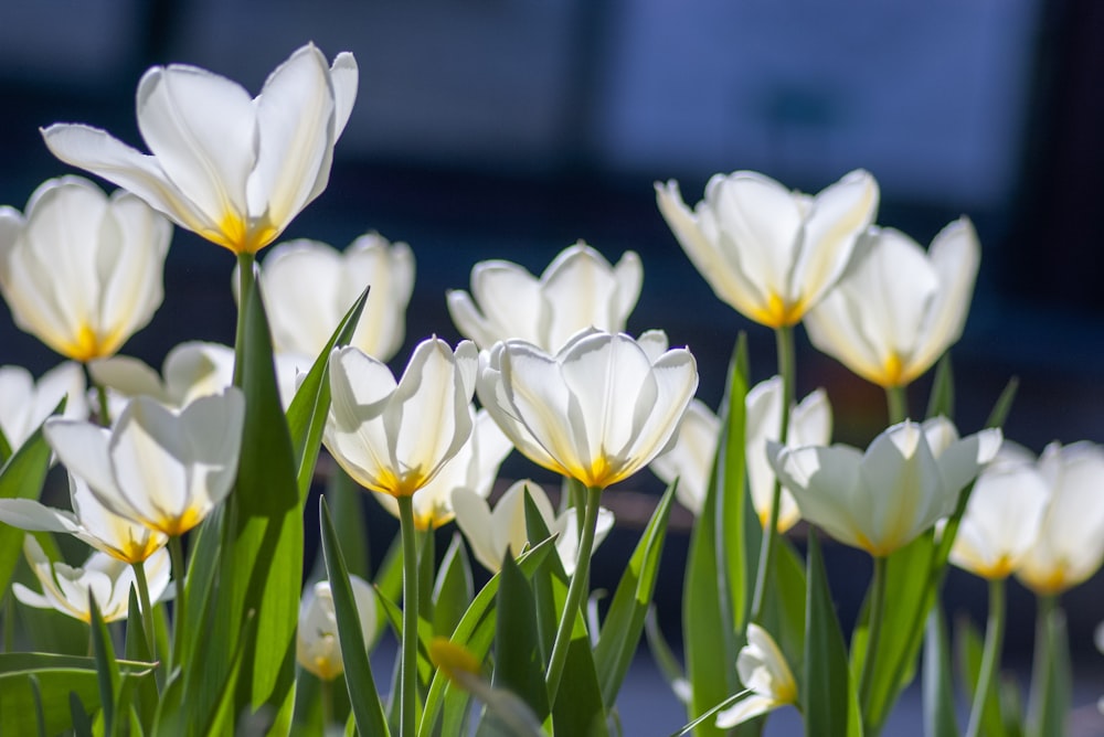 selective focus photography of white tulips