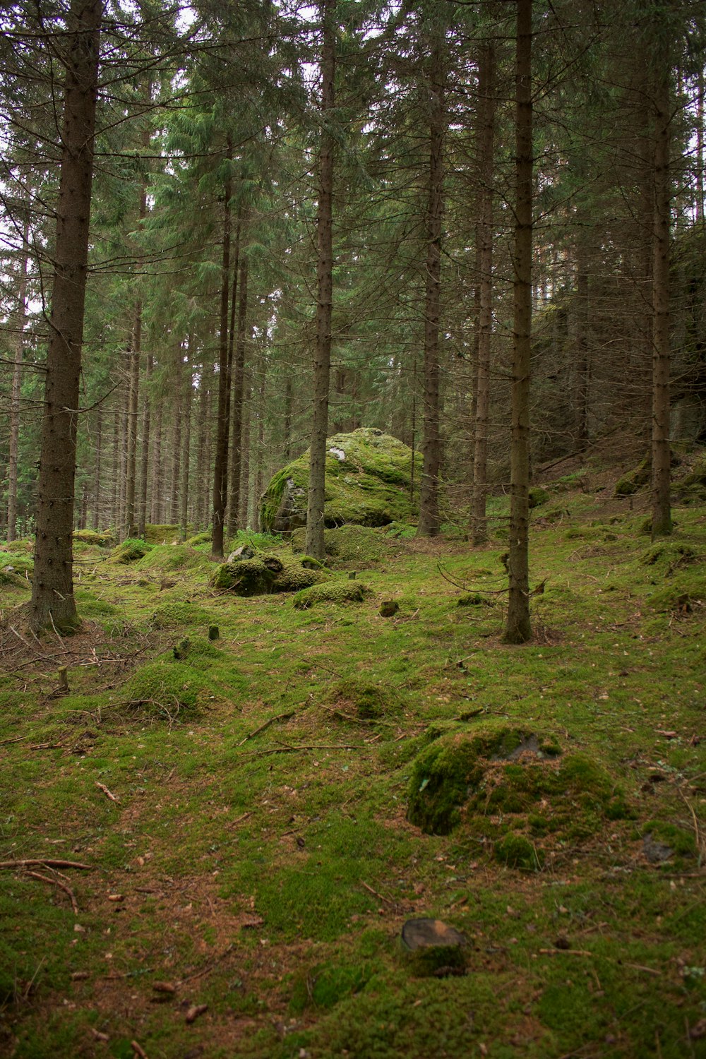 hohe Bäume