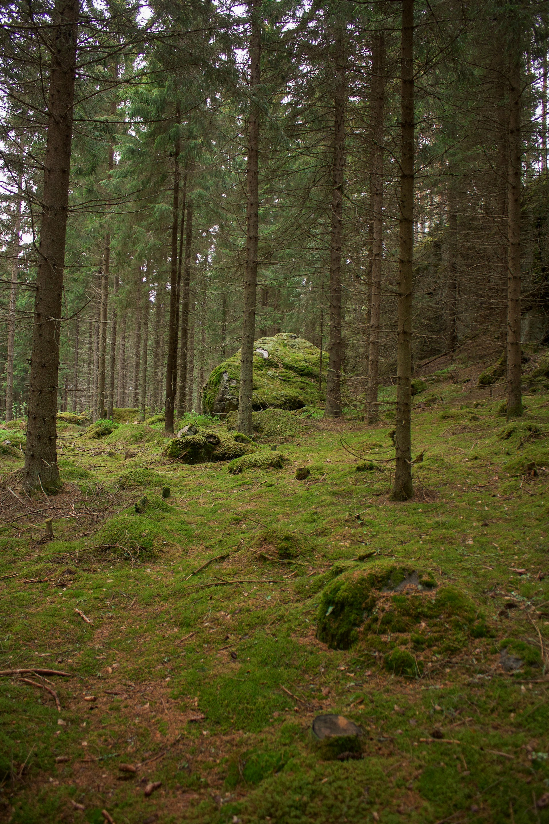 tall trees
