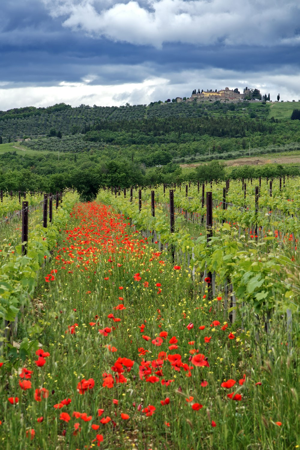 red poppies