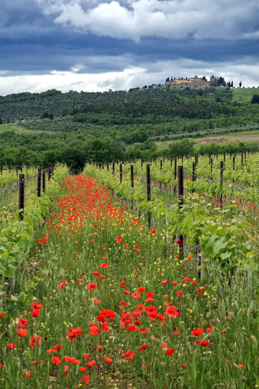 Poppy field