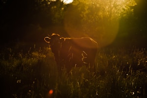 Sturdy Bull