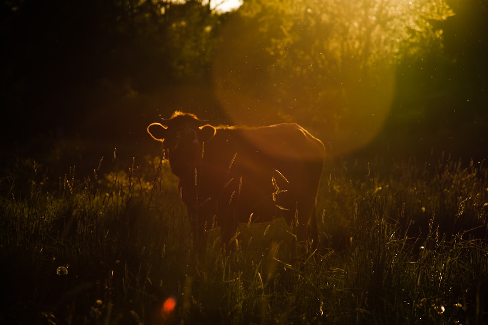 brown cattle on green grass