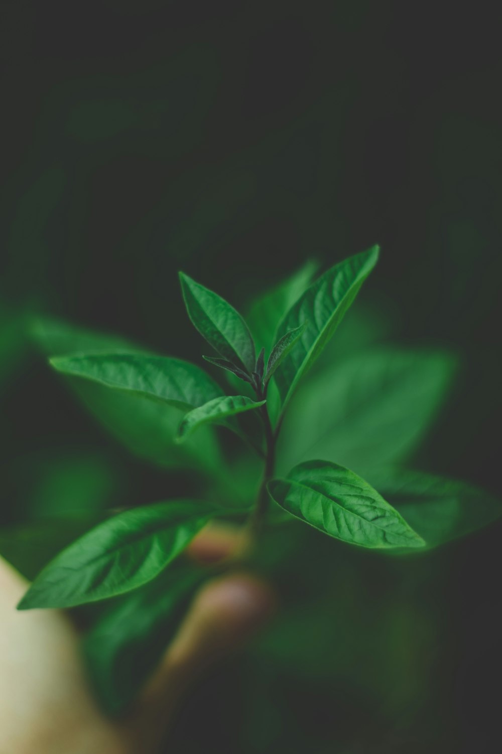 green-leafed plant