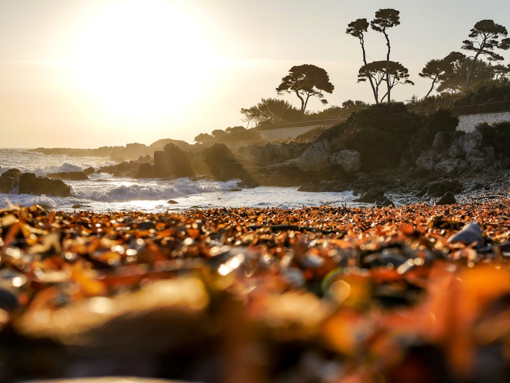 shallow focus photo of ocean near trees during daytime