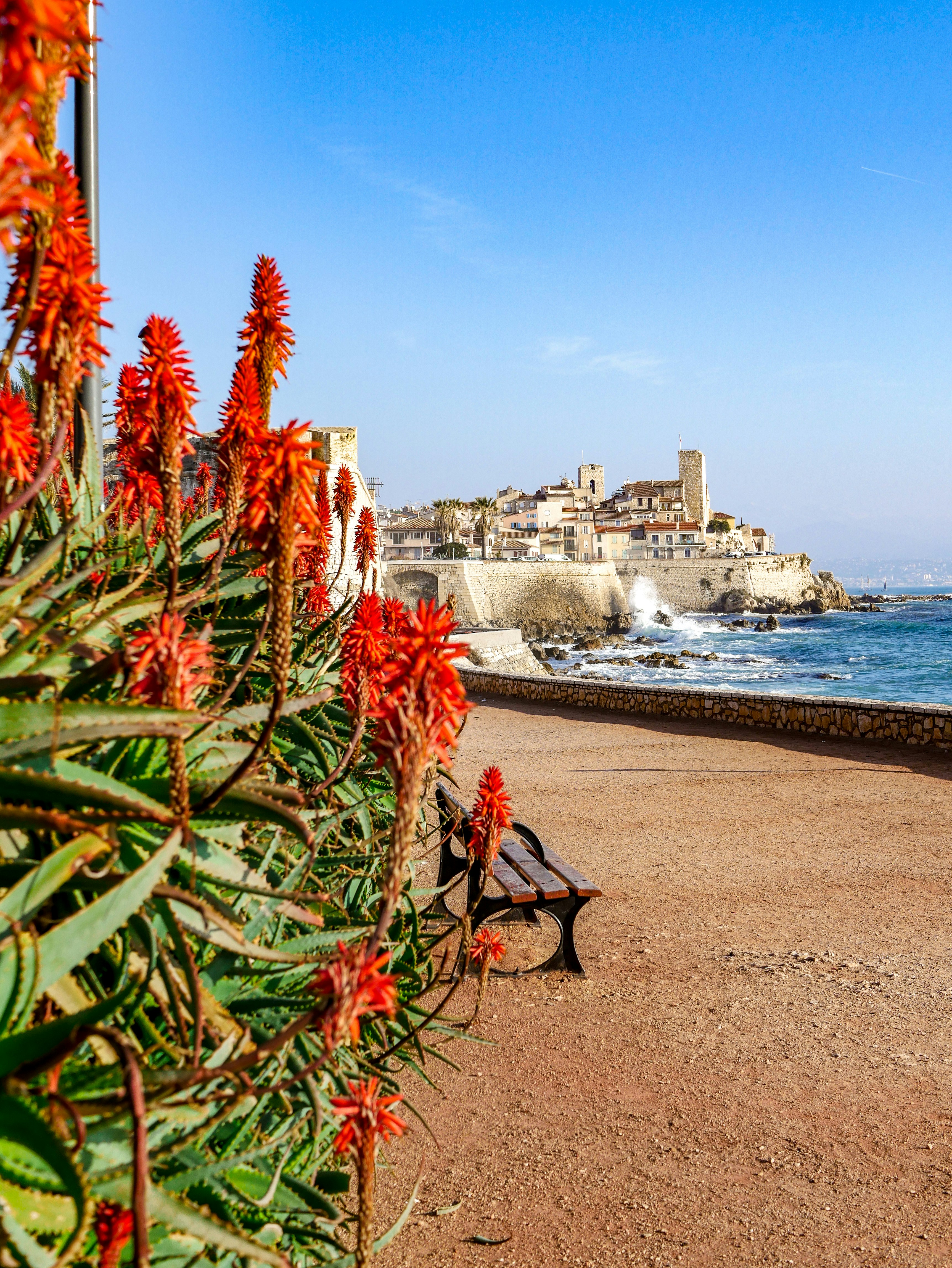 View of the coast of Antibes with a red flower in the foreground