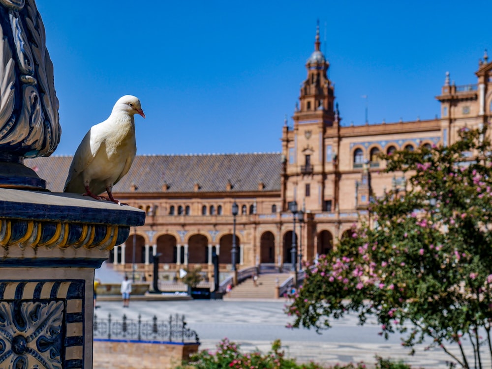 white pigeon perched on statue