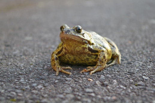 A frog with a green and brown mottled texture sits on a textured gray surface that appears to be asphalt or concrete. The frog is positioned in the center with its front legs stretched out and its eyes facing forward.