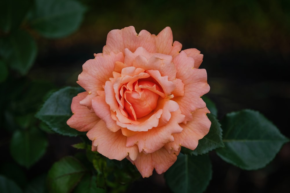 rosa laranja