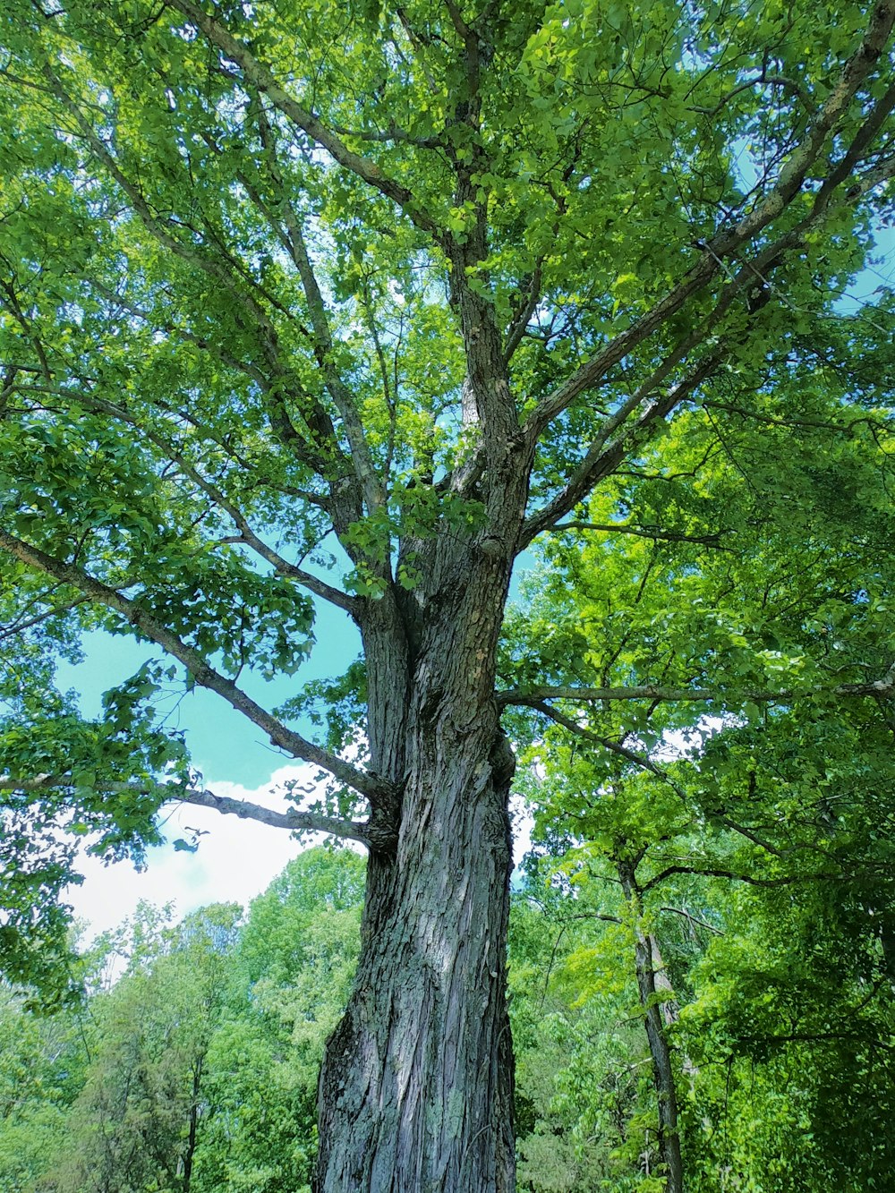 green tree