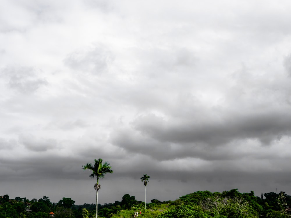 green palm tree across thick white clouds