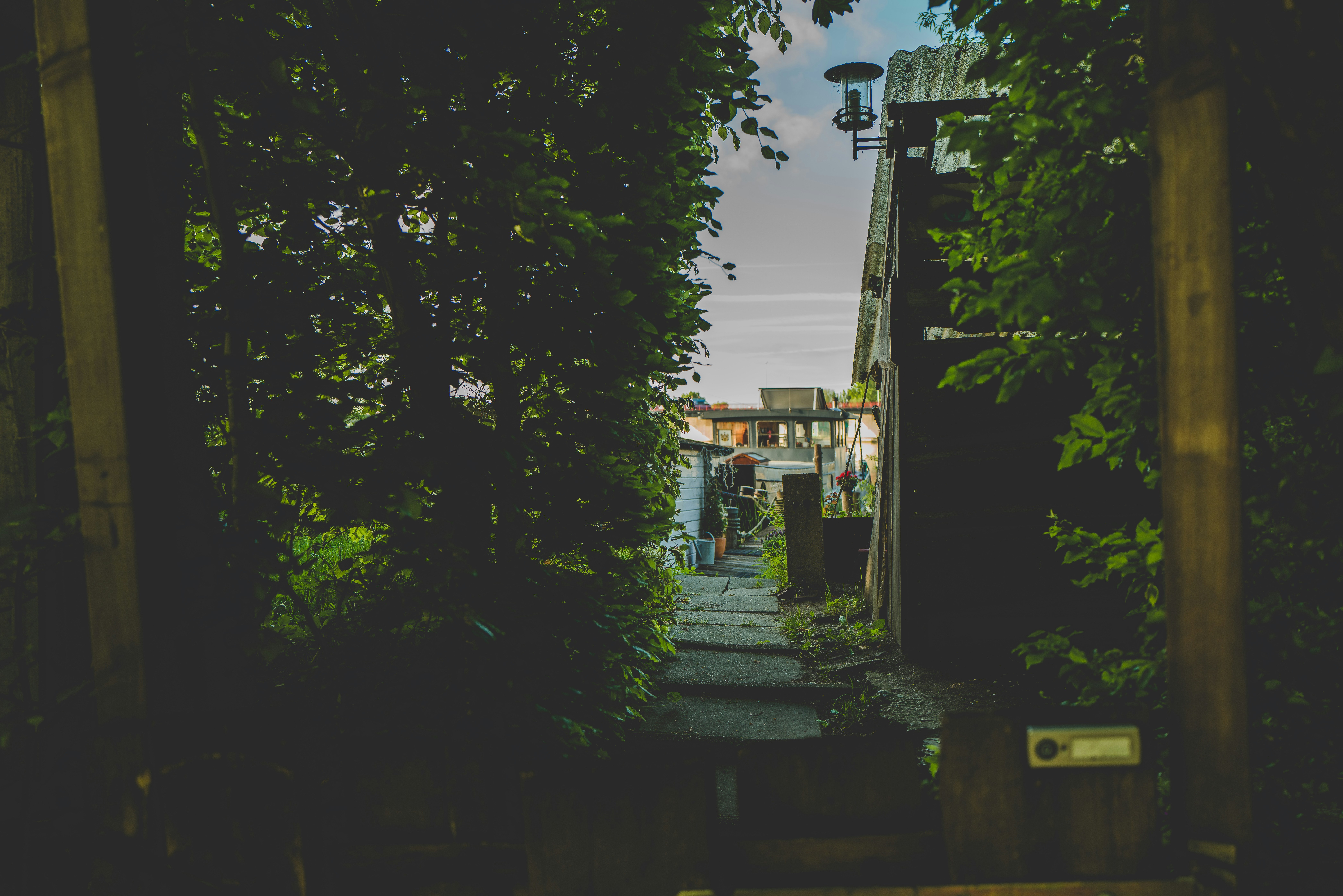 paisaje de arbustos de hierba verde