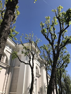 Tall trees with budding green leaves stand in front of a grand white building with arched windows and classical architectural features under a clear blue sky.