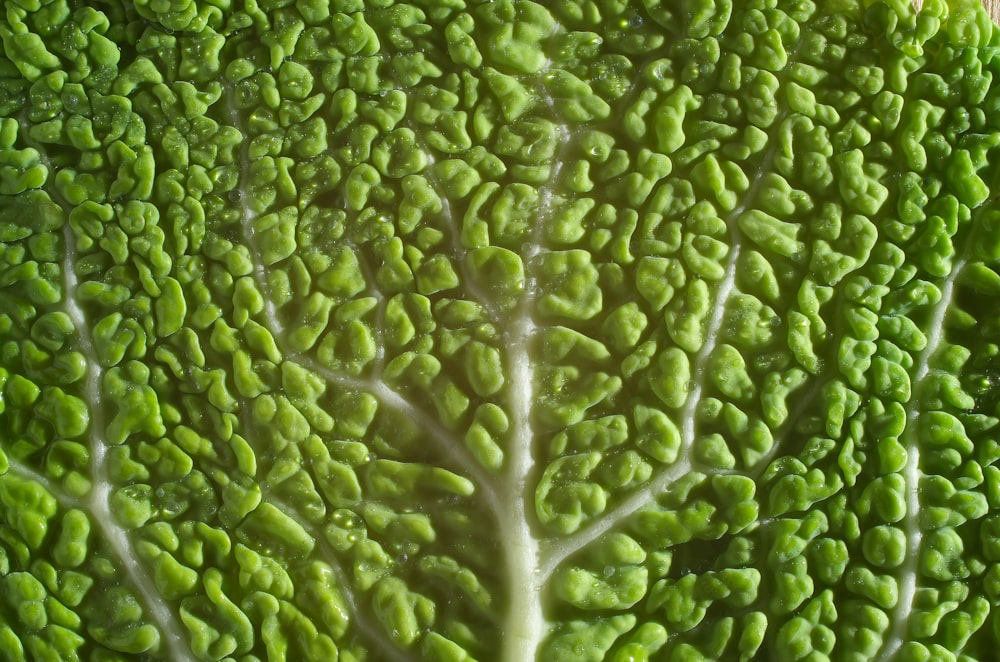 green and white vegetable leaf