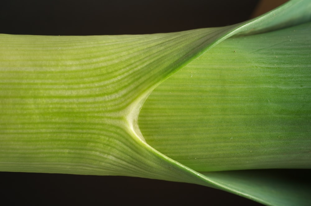 Tallo de la planta verde