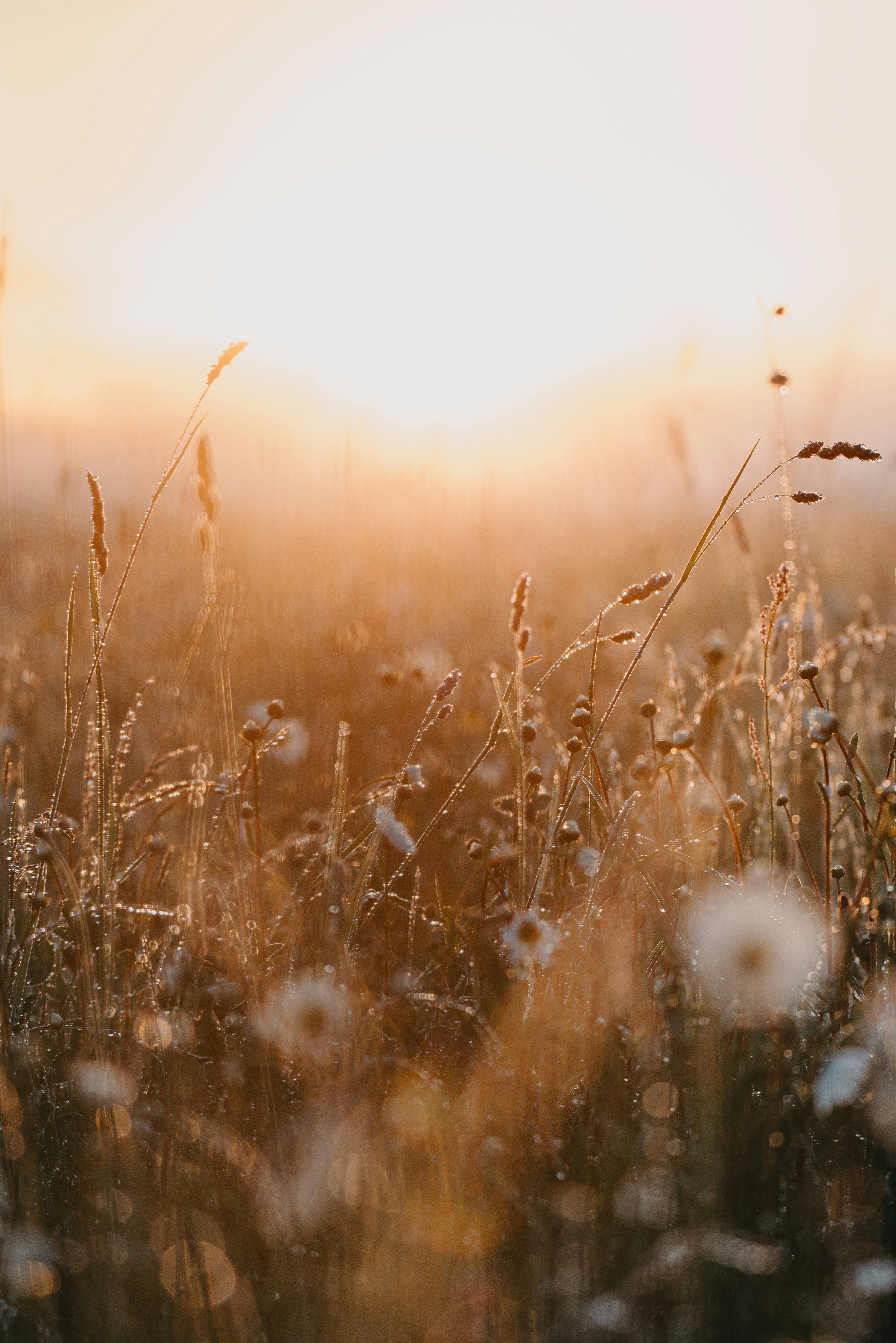 white petaled flower