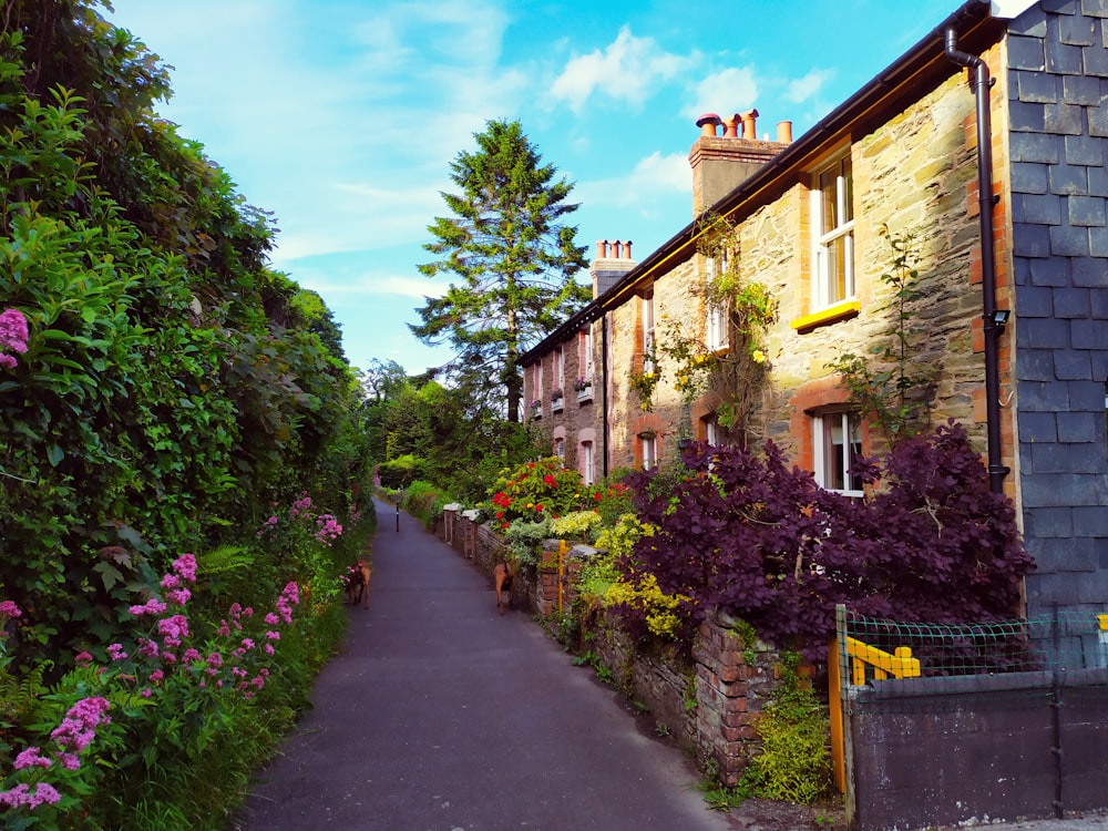 multicolored garden pathway