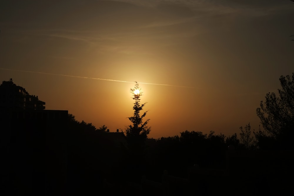 silhouette of pine tree