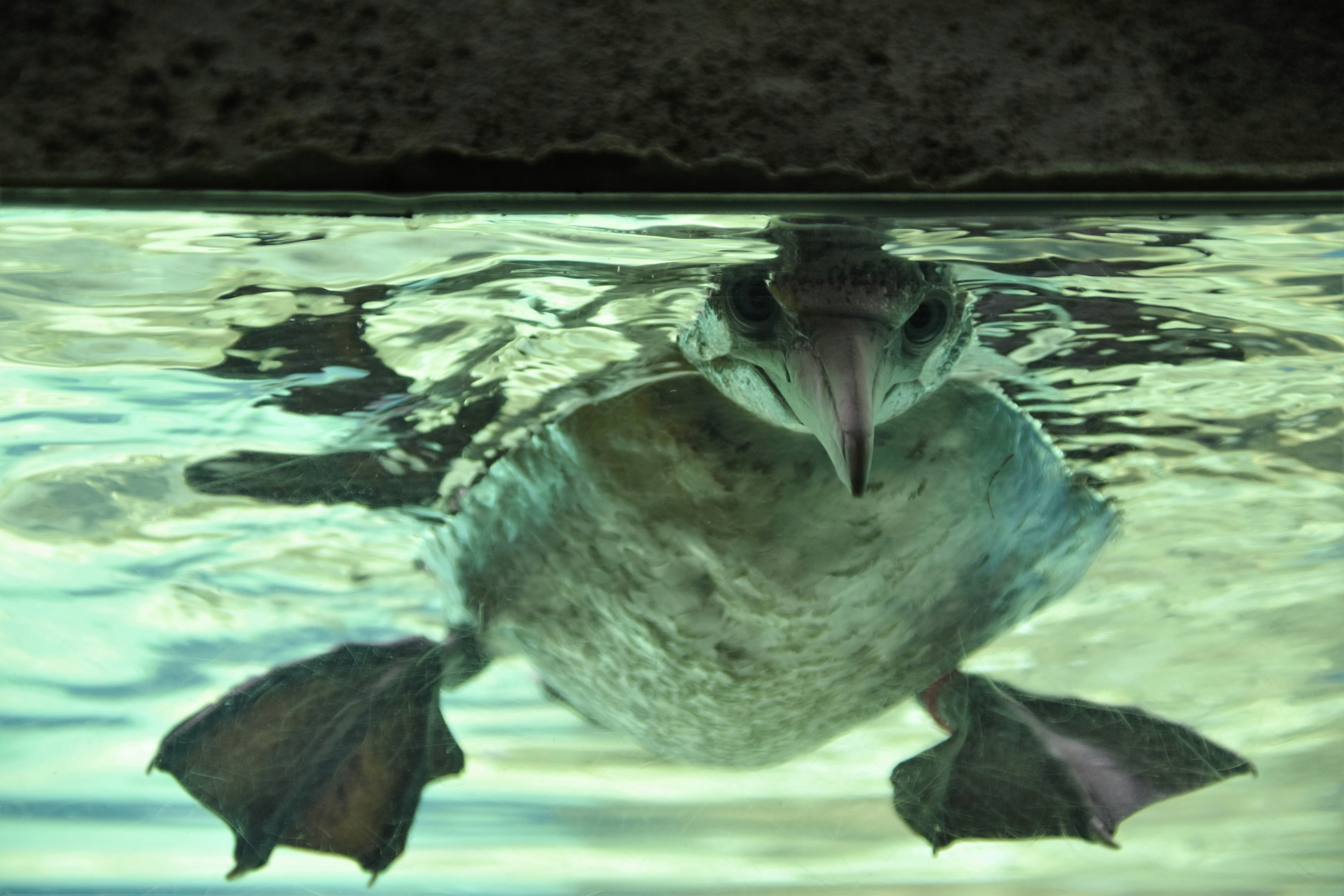 platypus in water