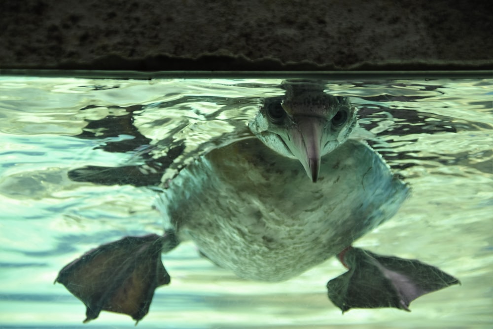 platypus in water