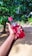 A hand is holding a red bottle labeled 'Sting' outdoors, with lush green foliage in the background. The scene is bright, suggesting a sunny day.