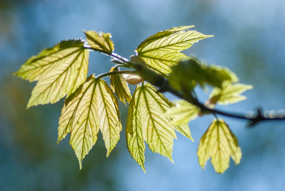 photo of green plant