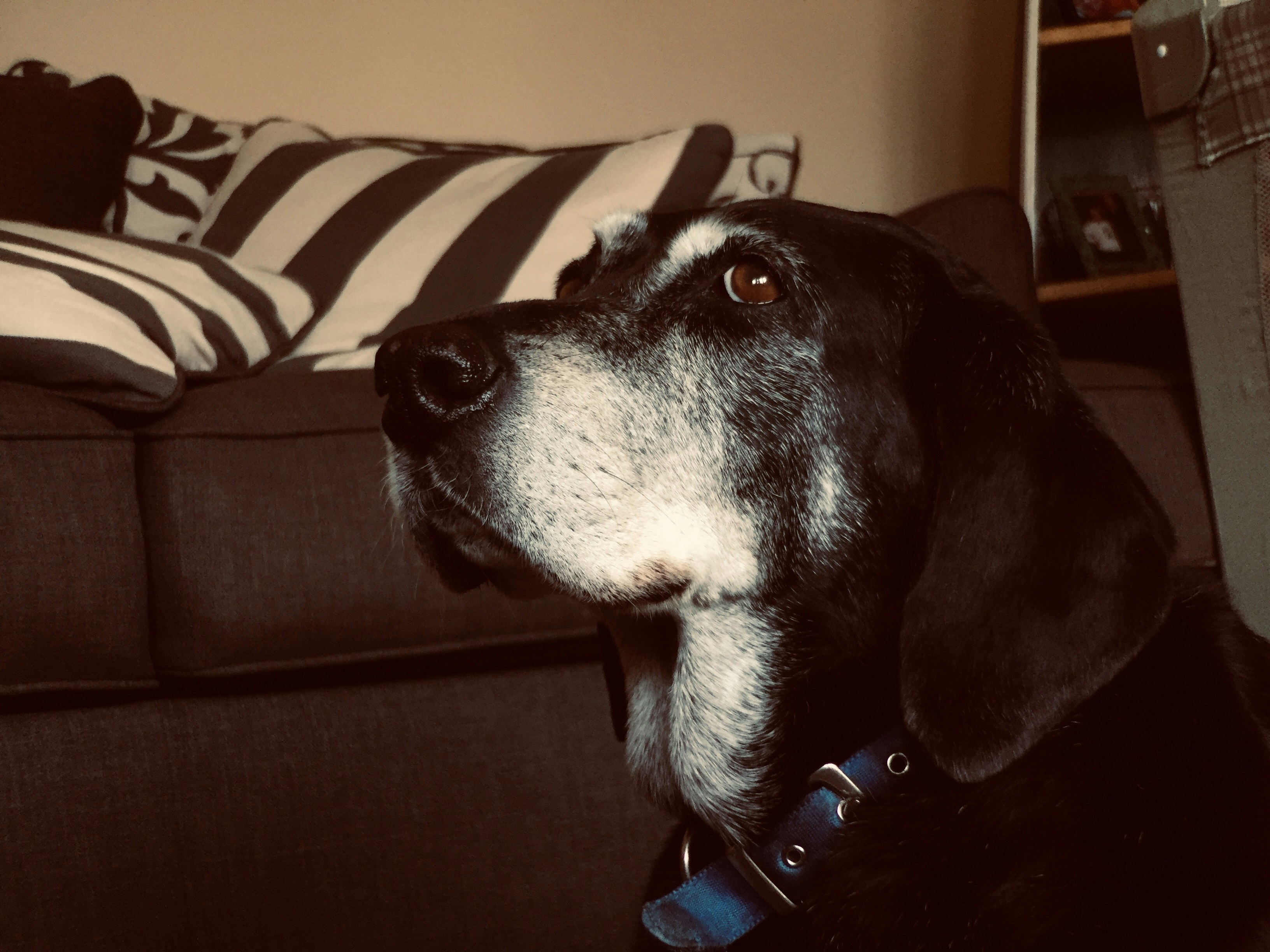 Stylowy kojec dla psa