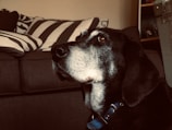 A mature dog with a black and white coat is wearing a blue collar, gazing attentively to the side. The background features a couch with striped cushions, creating a cozy indoor setting.